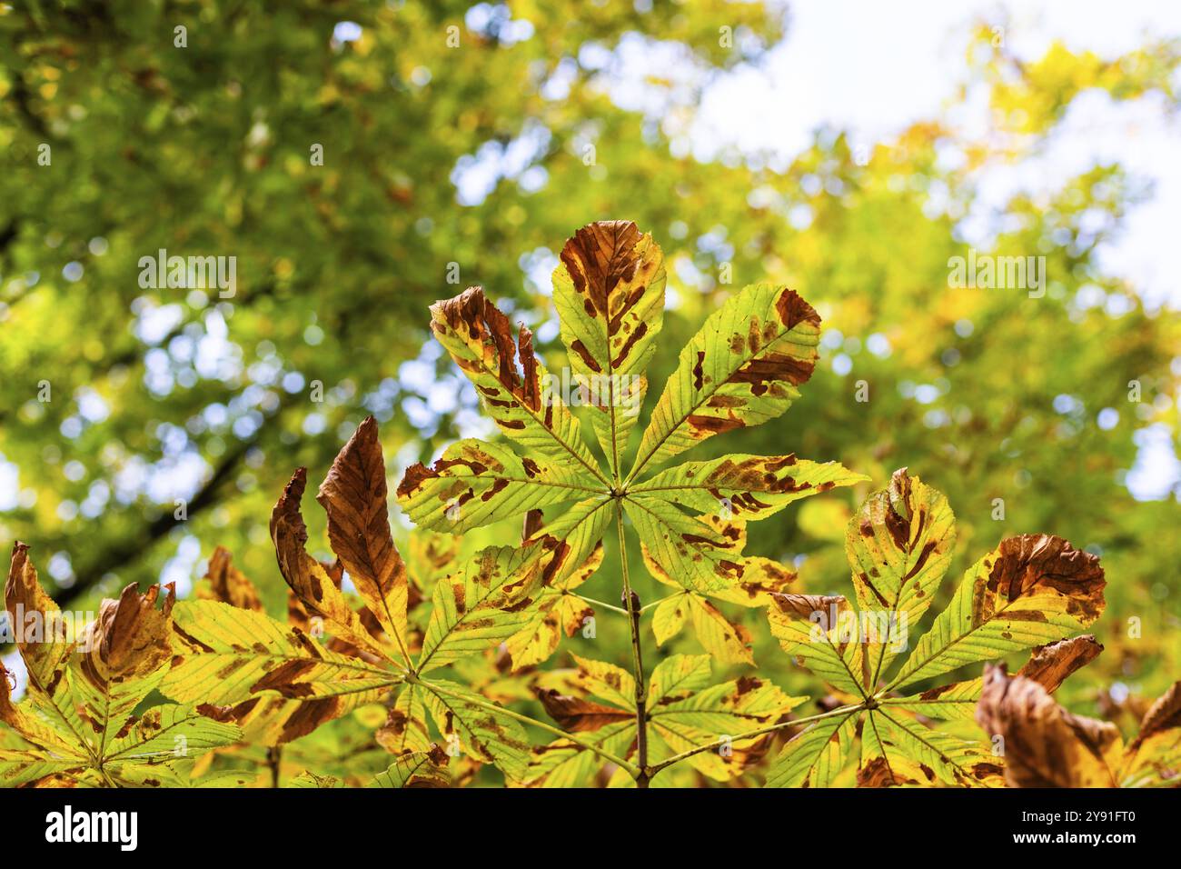 Bunte Herbstblätter, Leoben, Steiermark, Österreich, Europa Stockfoto