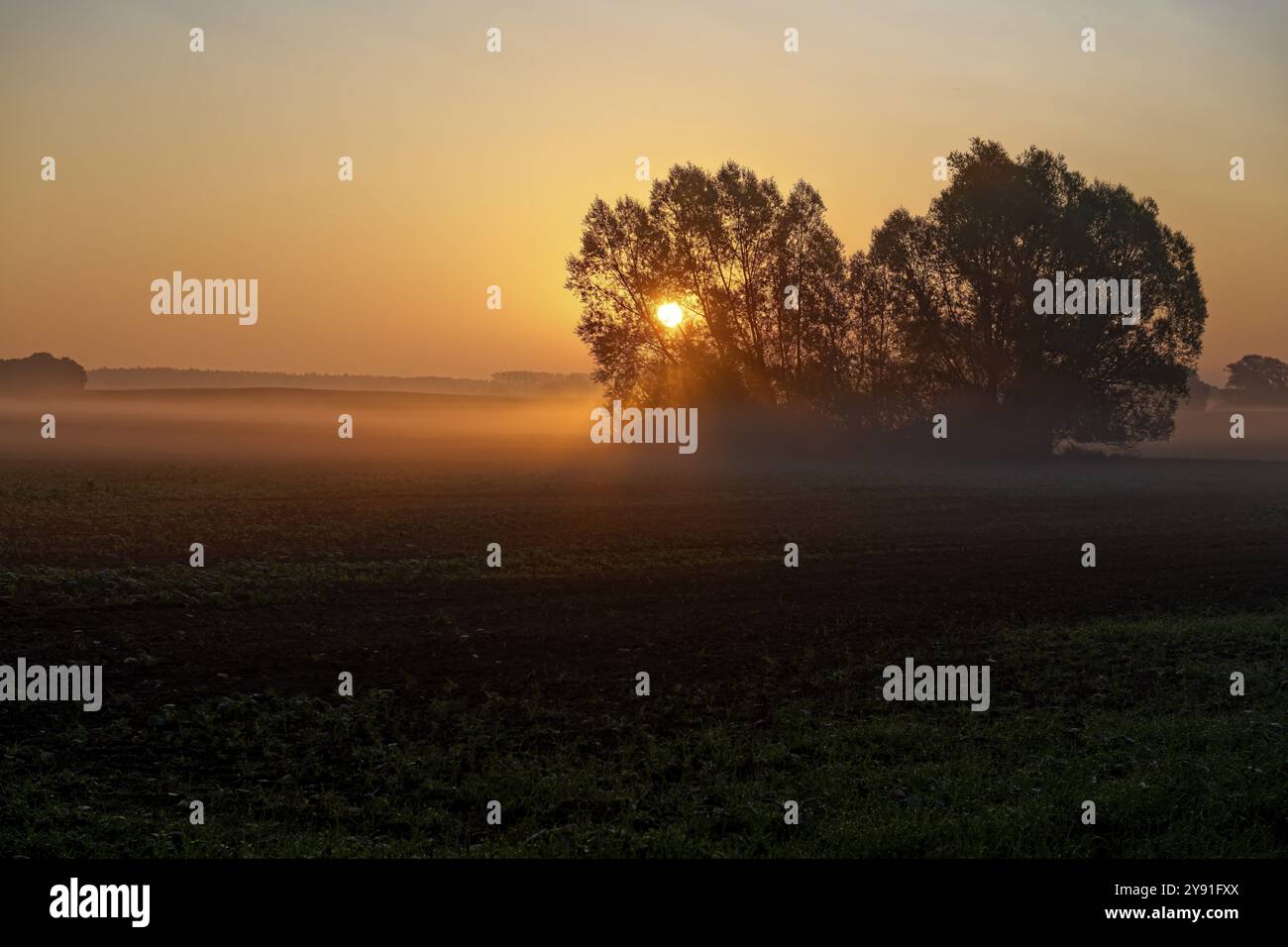 Landschaft mit Bäumen im Nebel, die Sonne scheint durch die Äste, Sonnenaufgang, Feld bei Blengow, Rerik, Mecklenburg-Vorpommern, Deutschland, Europa Stockfoto