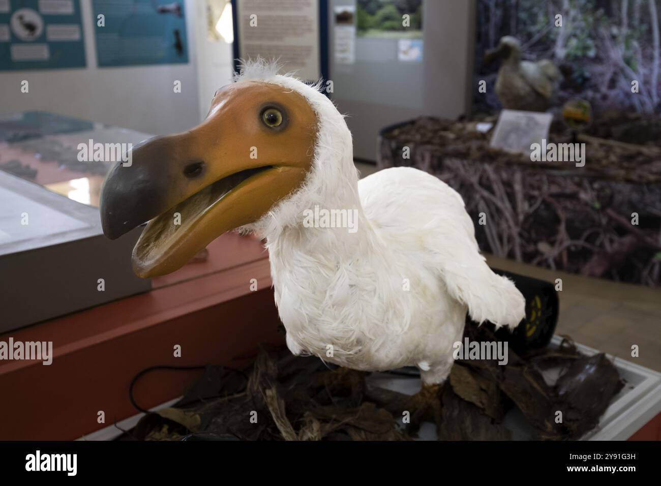 Dodo oder Drohne, seltener Doudo oder Dudu (Raphus cucullatus), ausgestorbener 17. Jahrhundert, Nationalvogel, Naturkundemuseum, Mauritius Institute, Anschluss L Stockfoto