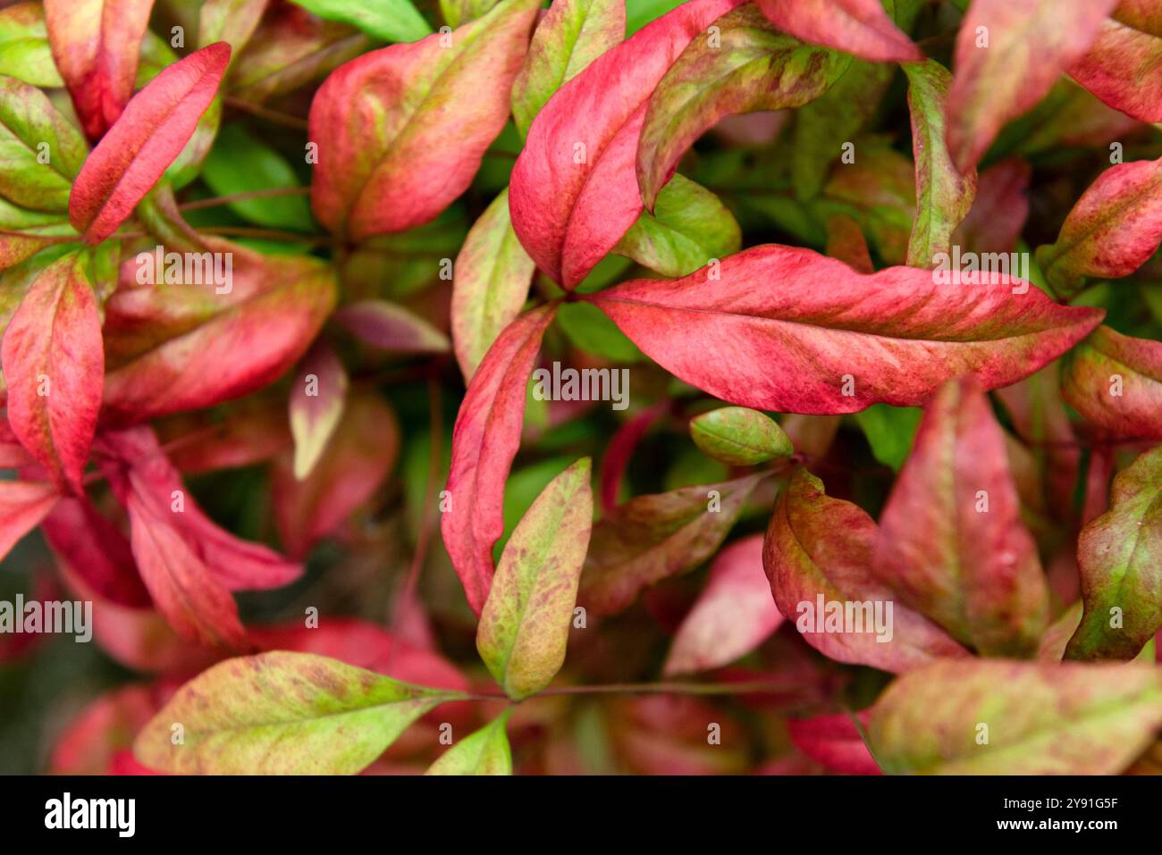 Chinesisch Chinesisch Heiliger bambus (Nandina Domestica) in Blte  Stockfotografie - Alamy