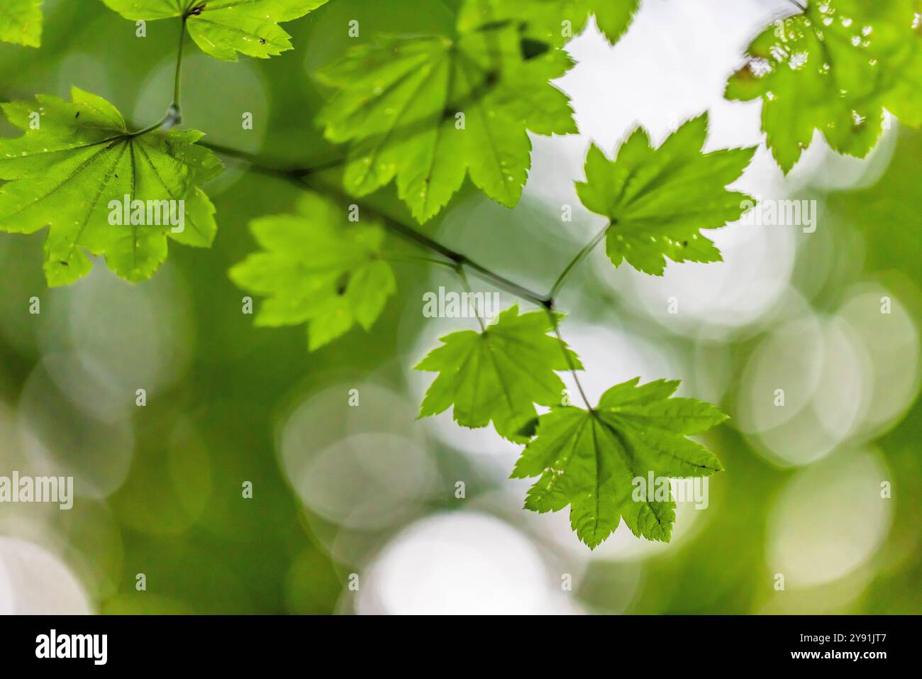 Vine Maple, Acer circinatum, Blätter im Millersylvanien State Park, Washington State, USA Stockfoto