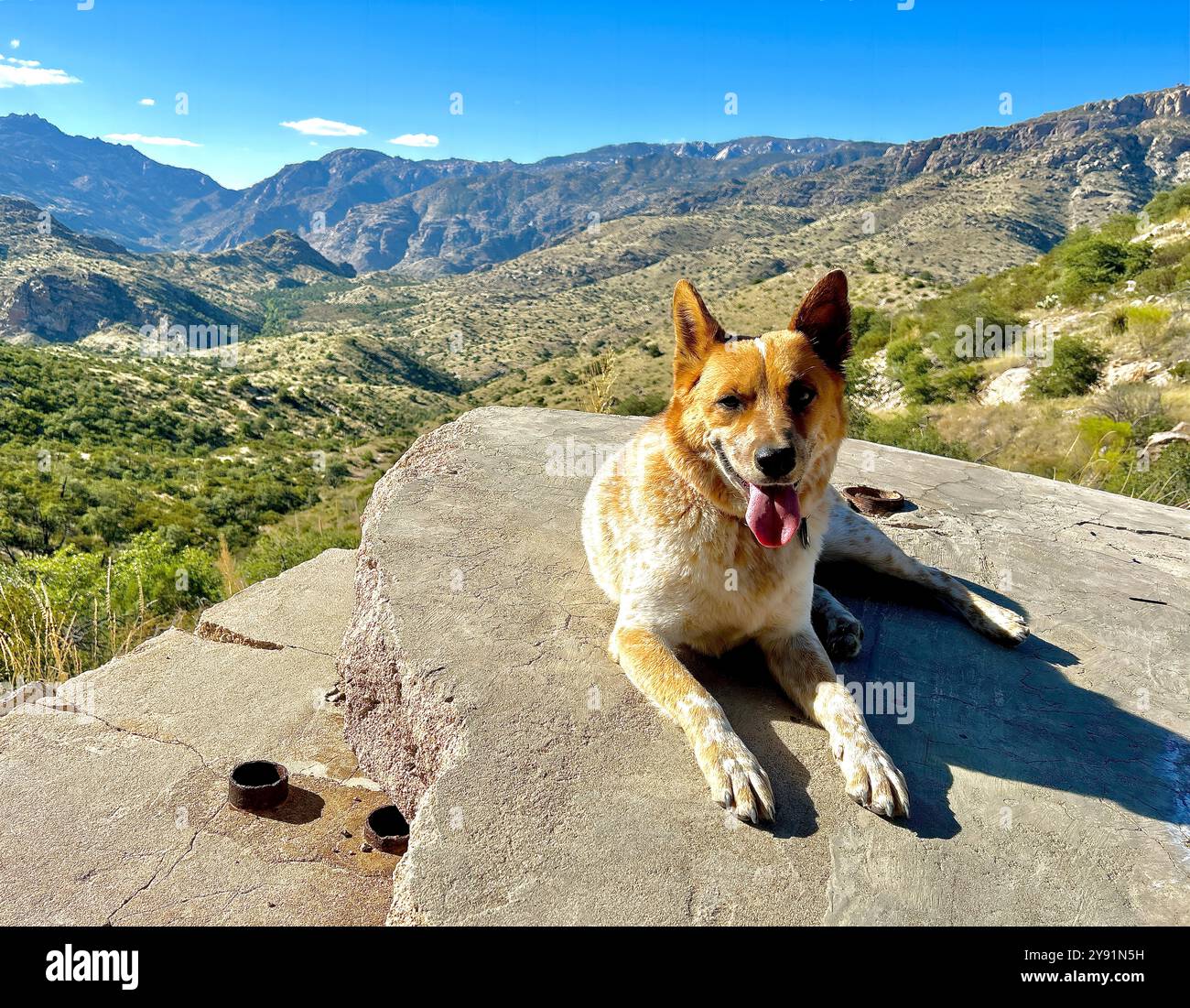Ein Red heeler macht beim Wandern eine Pause. Er trägt einen Verfolgungskragen. - Smartphone-aufgenommenes Stockfoto
