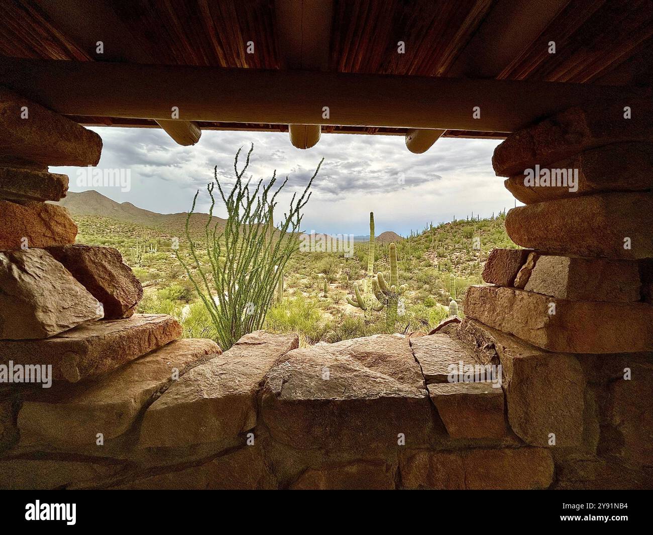 Ein Okotillo genießt Regen, wie man von einem Picknickgebäude aus gesehen hat: Saguaro National Park West, Sonora Desert, Tucson, Arizona, USA. - Smartphone-aufgenommenes Stockfoto