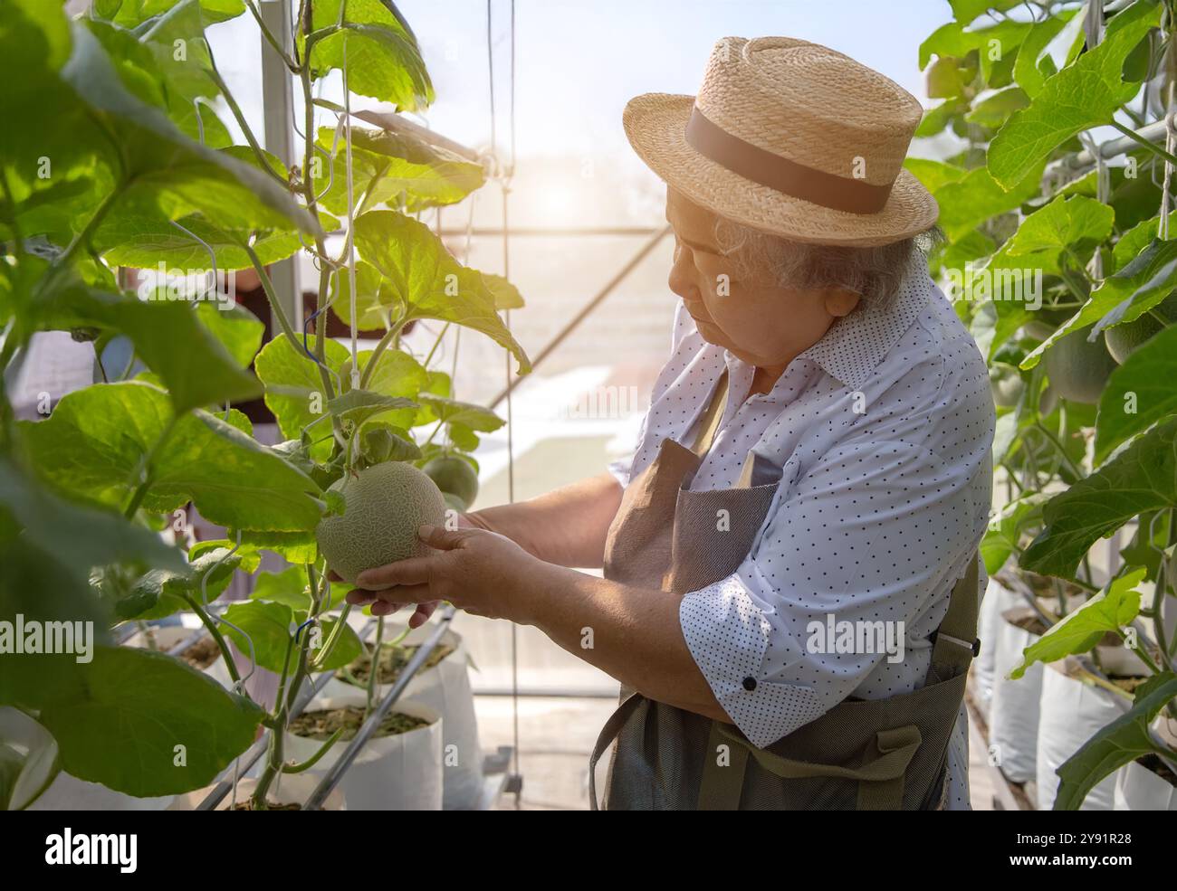 Eine alte Frau glücklich in Melonengärten. Verlängern Sie die aktive Ruhestandsfrau, um Aktivitäten in guter Gesundheit mit der Natur zu tun. Stockfoto