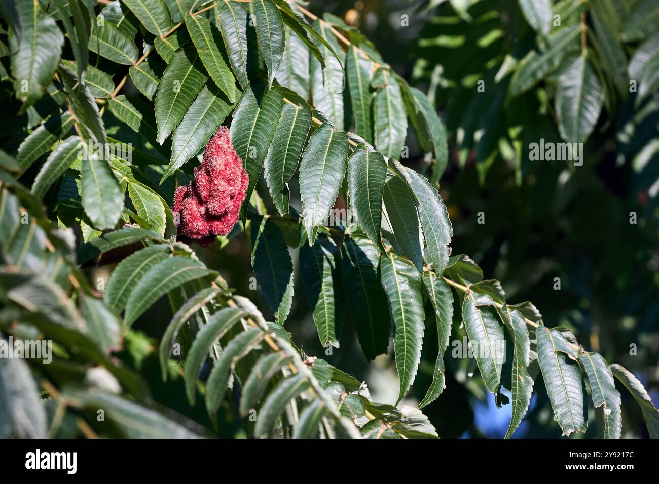 Rhus typhina, Staghorn Sumac, blühende Pflanze in der Familie der Anacardiaceae, heimisch im Osten Nordamerikas, invasive Arten in einigen Teilen der Welt Stockfoto