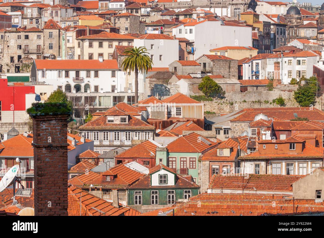 Stadtbild von Porto mit alten alten alten Gebäuden, orangen Dächern und rostigen Wänden im Bau. Palme in der Mitte und Schornstein im Schatten. Stockfoto