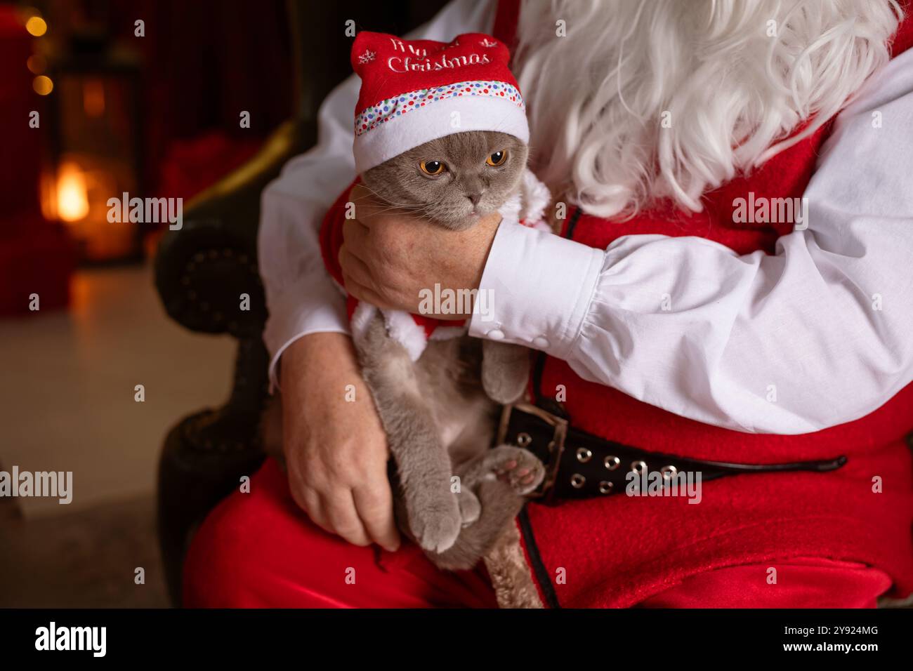 Der Weihnachtsmann hält eine graue Katze in einem festlichen Weihnachtsmütze und Pullover. Im Hintergrund befindet sich eine gemütliche festliche Weihnachtskulisse mit warmer Beleuchtung und Deko Stockfoto