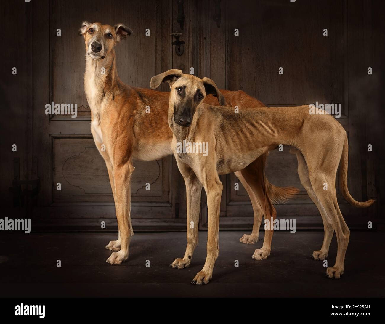 Zwei Windhunde (russischer Schauhund und Sloughi-Rasse) stehen vor Vintage-Hintergrund Stockfoto