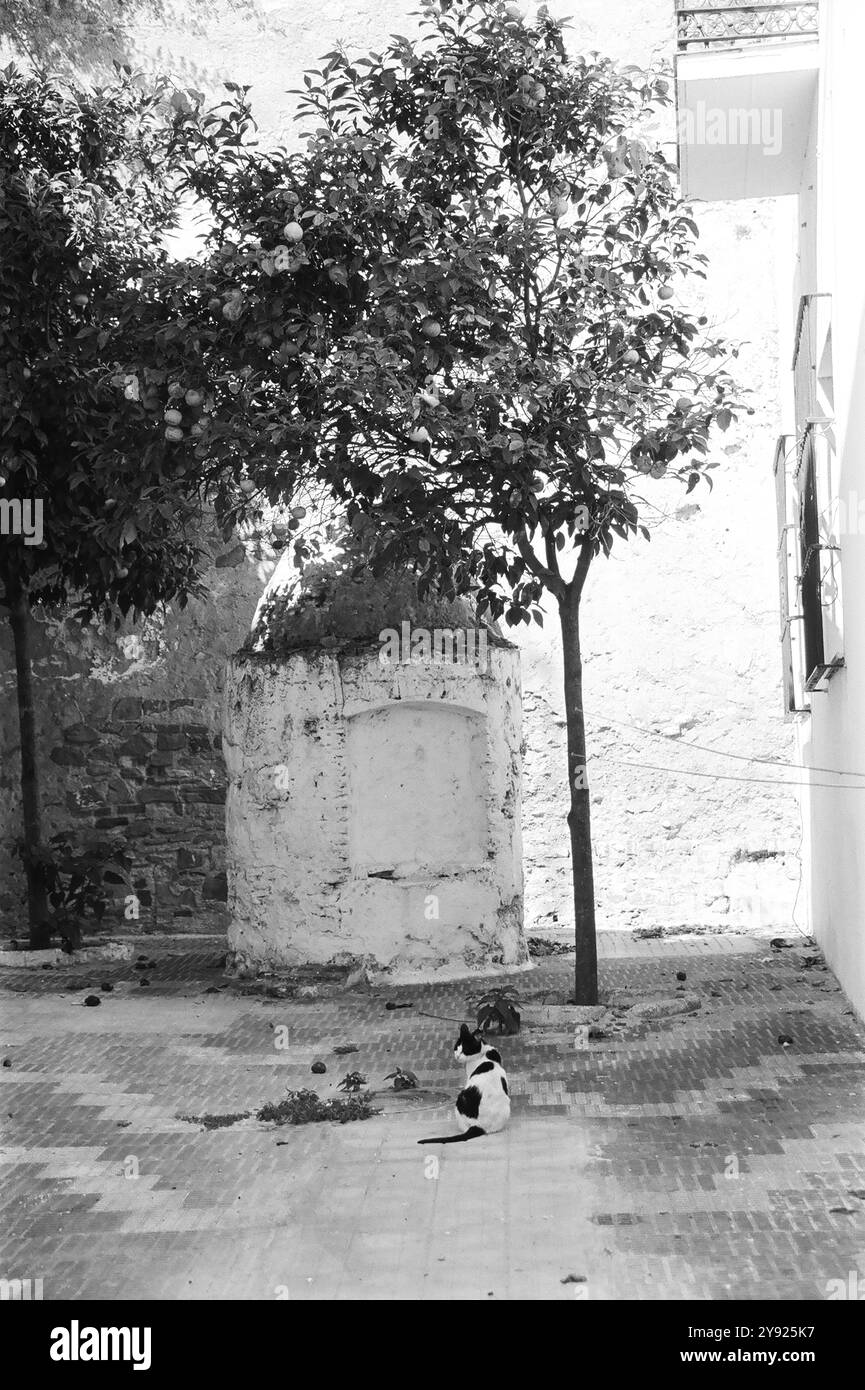 Katze und Orangen Baum in Portugal mit weißen Wand Stockfoto