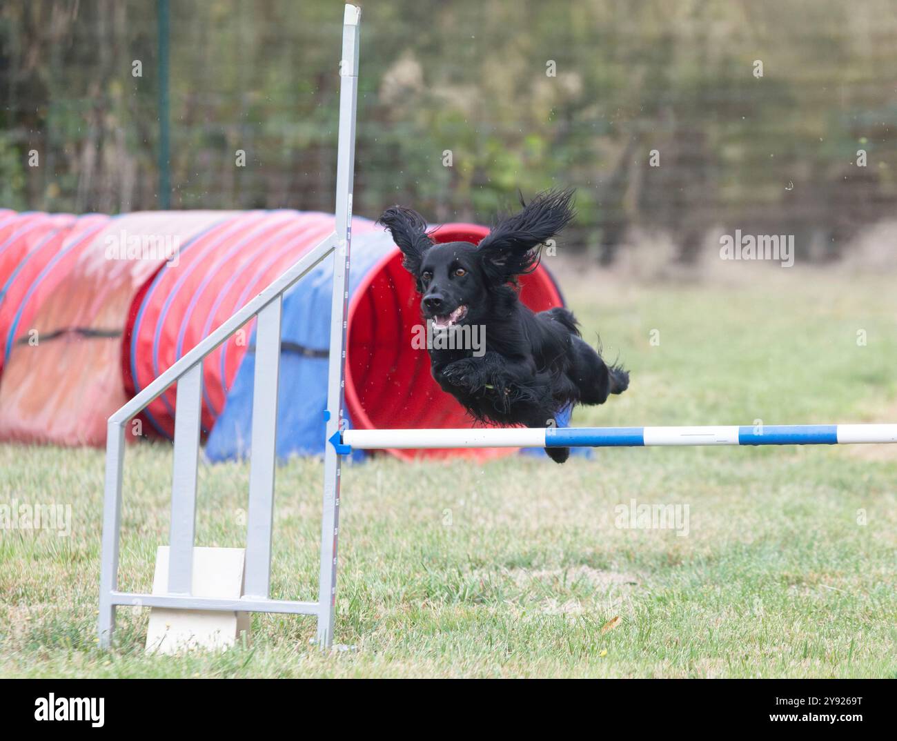 Wettkampf der Agilität mit Hund im Herbst Stockfoto