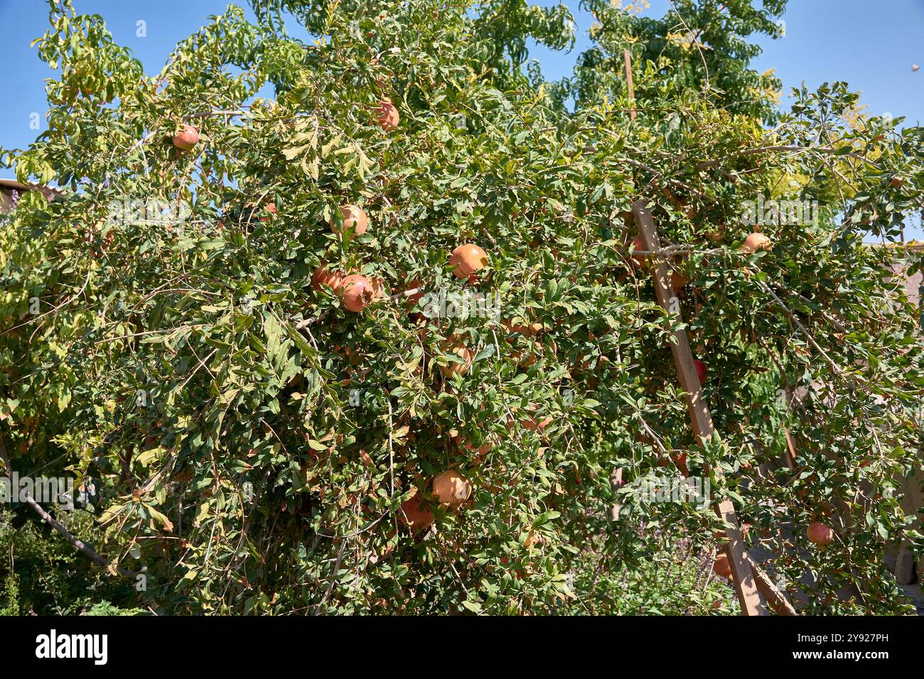 Ein Granatapfelbaum voller reifer Früchte in der historischen Stadt Chiwa, Usbekistan, ein wichtiger Halt entlang der alten Seidenstraße. Die leuchtenden roten Granatäpfel Stockfoto