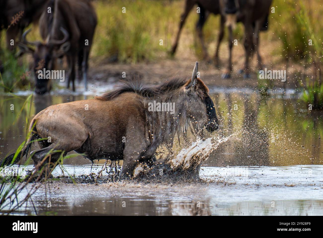 Ein Gnus plätschert durch das Wasser, während andere Gnus in der Nähe grasen. Die Szene erfasst die aktive Bewegung eines Gnus-Kontrasts Stockfoto