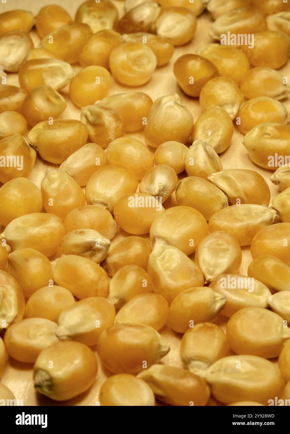 Gelbes Kornmais für Popcorn. Ein Stapel Maissamen aus nächster Nähe. Vertikales Makrofoto. Stockfoto