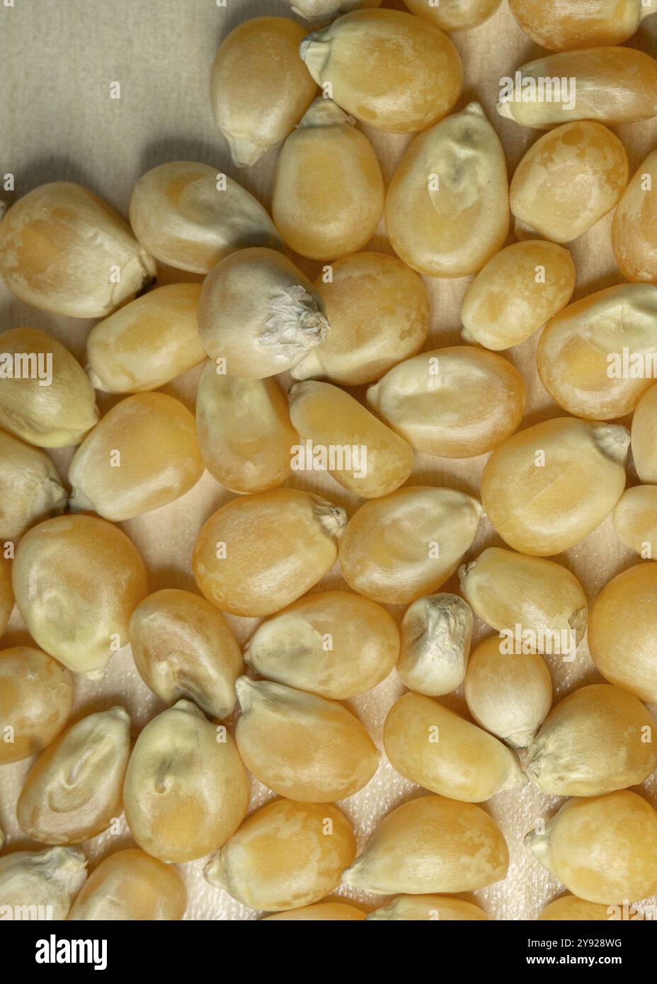 Gelbes Kornmais für Popcorn. Ein Stapel Maissamen aus nächster Nähe. Vertikales Makrofoto. Stockfoto
