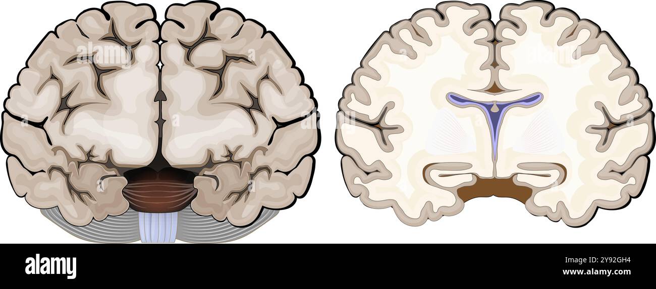 Hirnanatomie. Frontalansicht und Querschnitt eines menschlichen Gehirns. Nahaufnahme von Hippocampus und Ventrikeln. Die Großhirnrinde. Vektorabbildung Stock Vektor