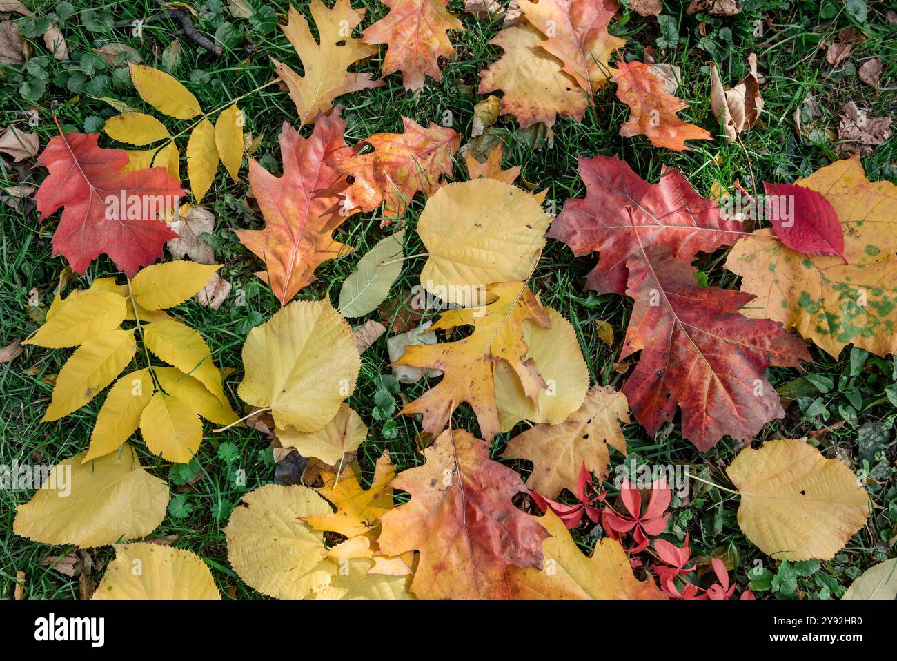 Herbstlaub auf dem Boden. Bunte gelbe rote und orangene Blätter auf grünem Gras im Park. Stockfoto
