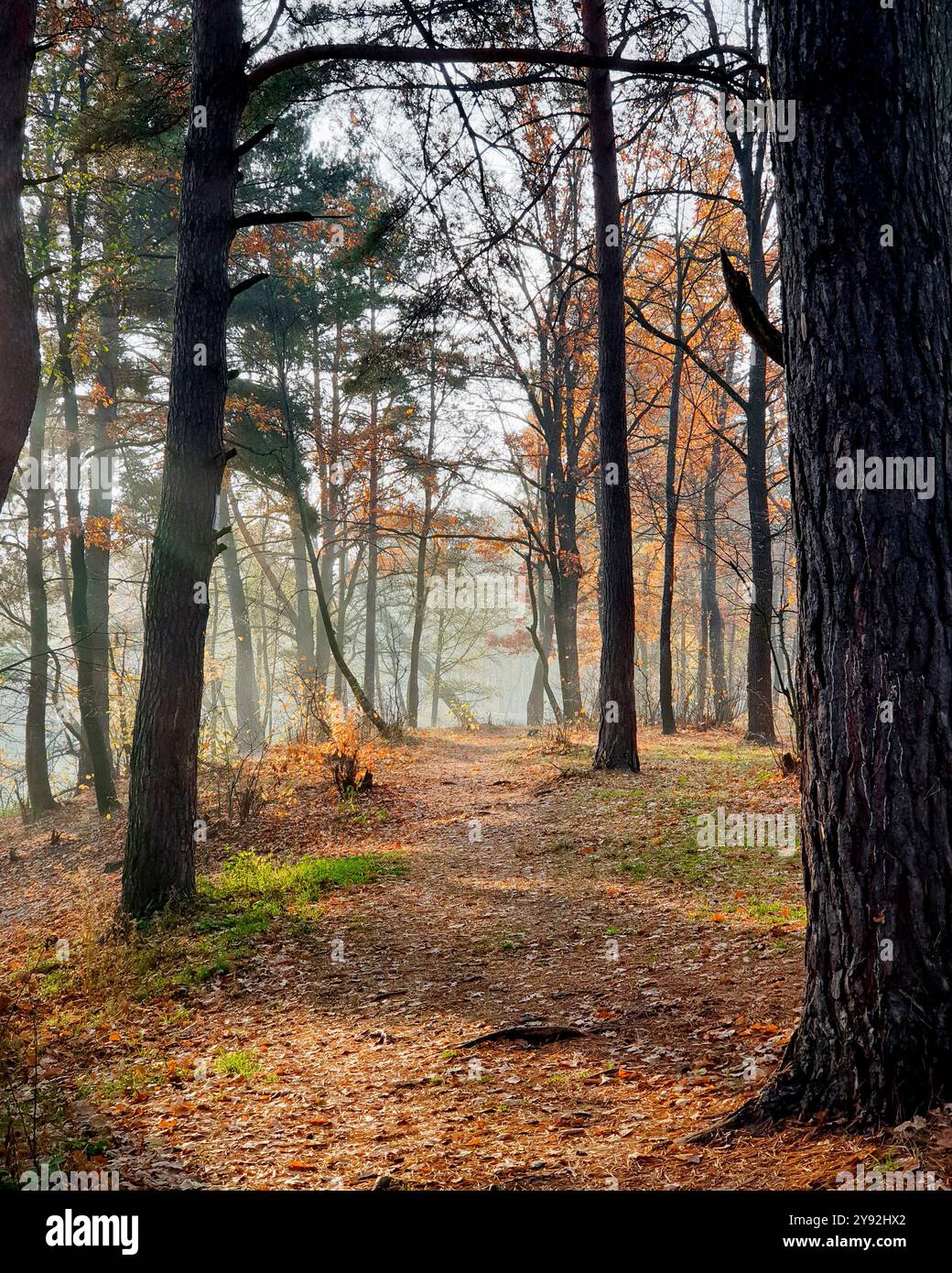 Pfad im Herbstwald. Baum bedeckt mit dünnem Nebel in Sonnenstrahlen am frühen Morgen. Boden bedeckt mit orange gefallenen Blättern. Stockfoto