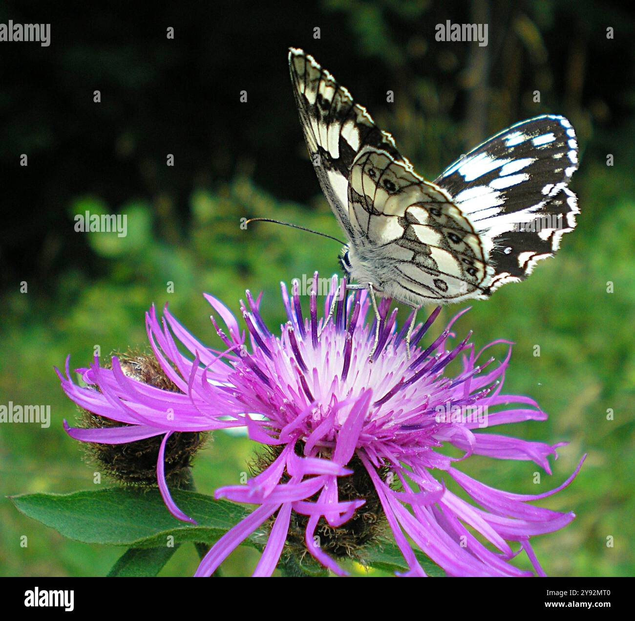 Schmetterling und Distelblume. Melanargia galathea ist ein Schmetterling aus der Familie Nymphalidae. Stockfoto