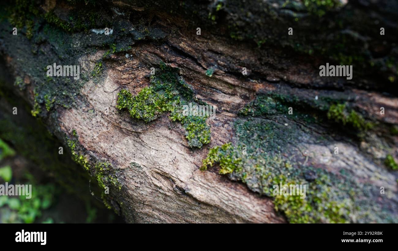 Moos auf Holz Stockfoto