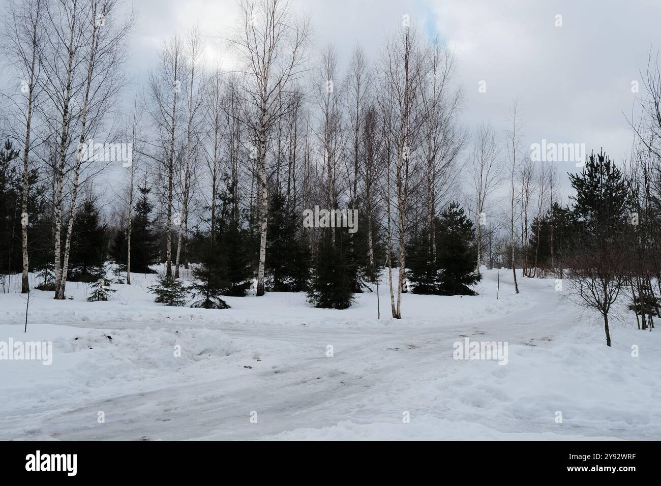 In einem wunderschönen verschneiten Wald stehen majestätisch hohe Bäume, mit einer gewundenen Straße, die im Vordergrund der Szene sichtbar ist Stockfoto