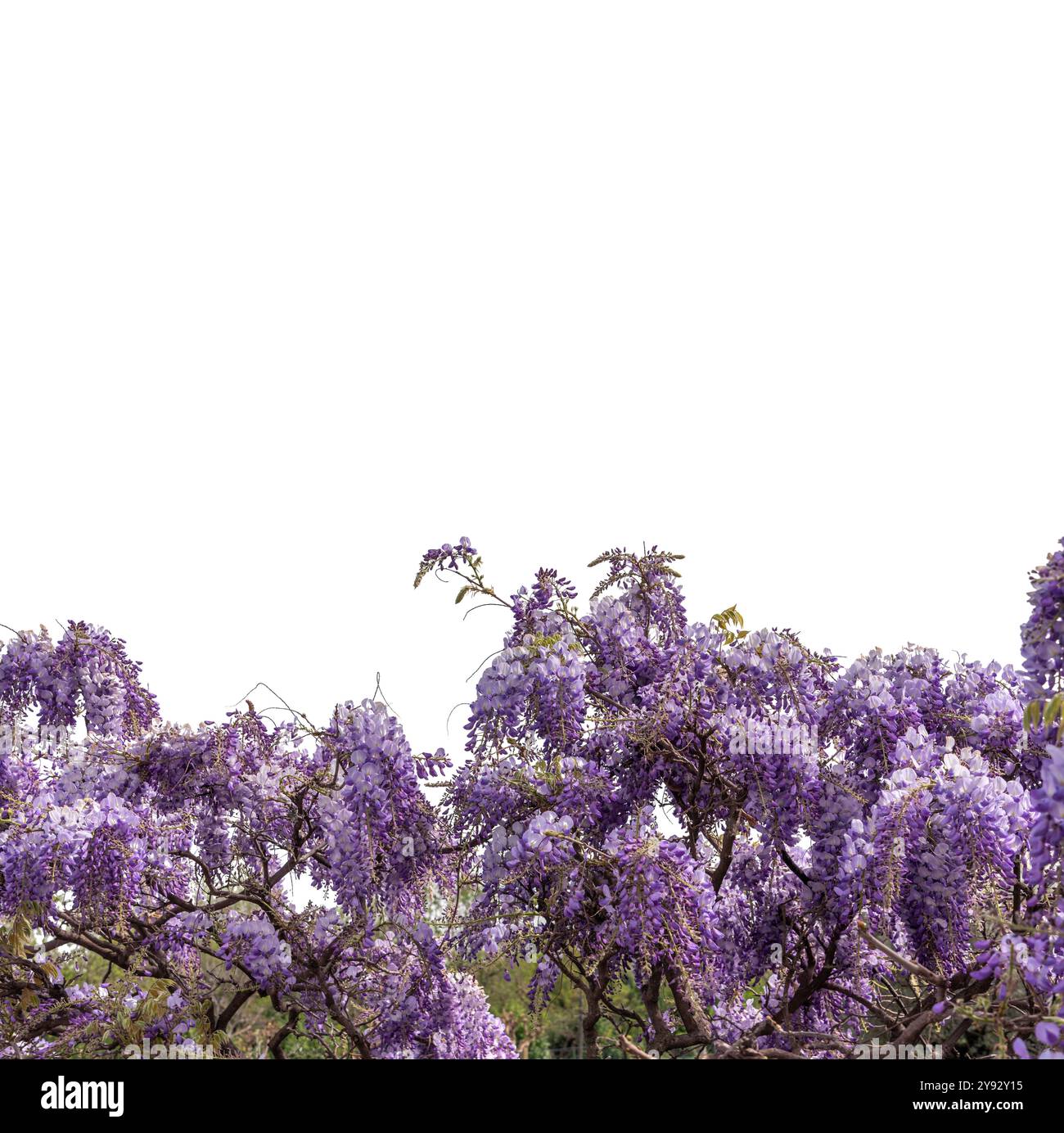 Wisteria blühender Ast isoliert auf weiß mit Clipping-Pfad, idealer Rahmen für Grafikdesigns und Grußkarten, Kopierbereich Stockfoto