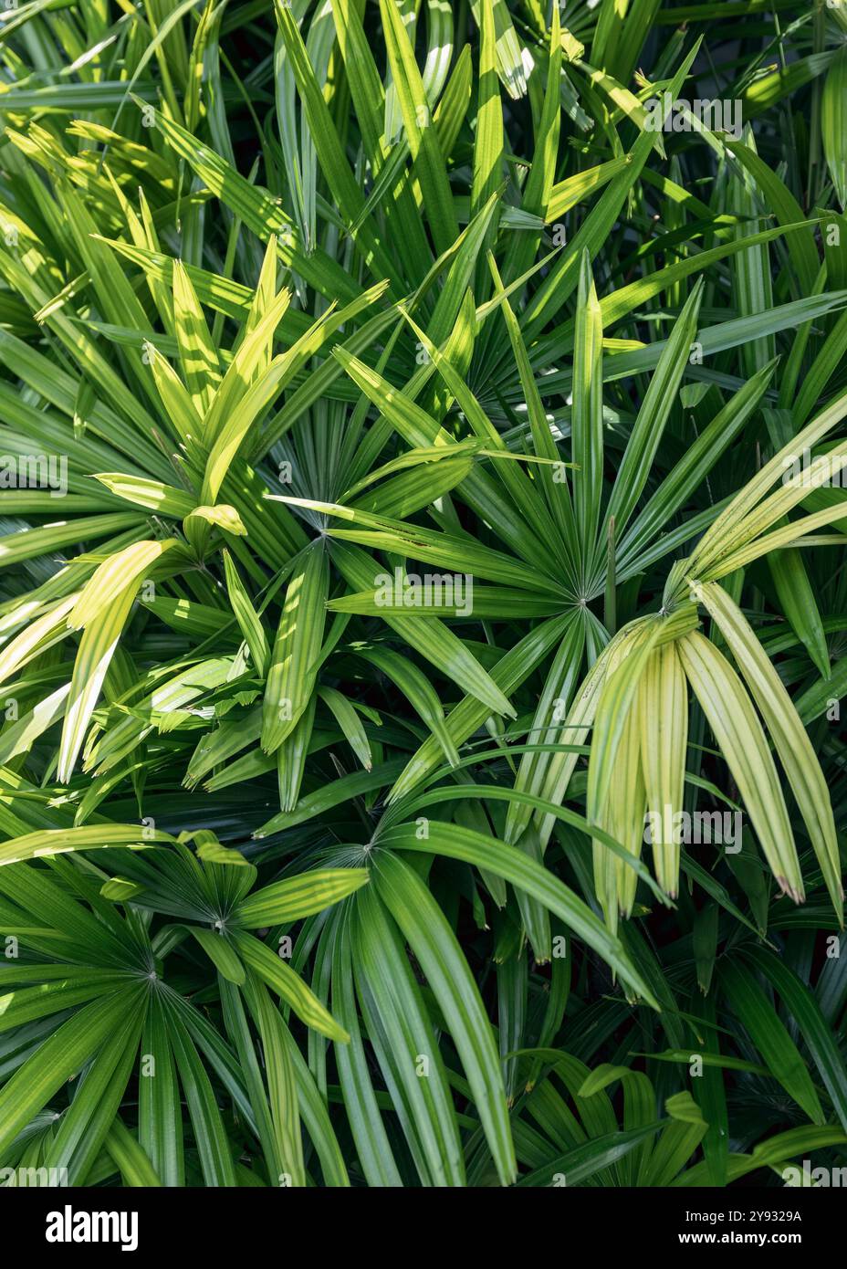 Die Palmblätter wiegen in der tropischen Brise, ihr lebhaftes grünes Laub trägt zur üppigen Dschungelvegetation bei und schafft ein perfektes Naturparadies in Stockfoto