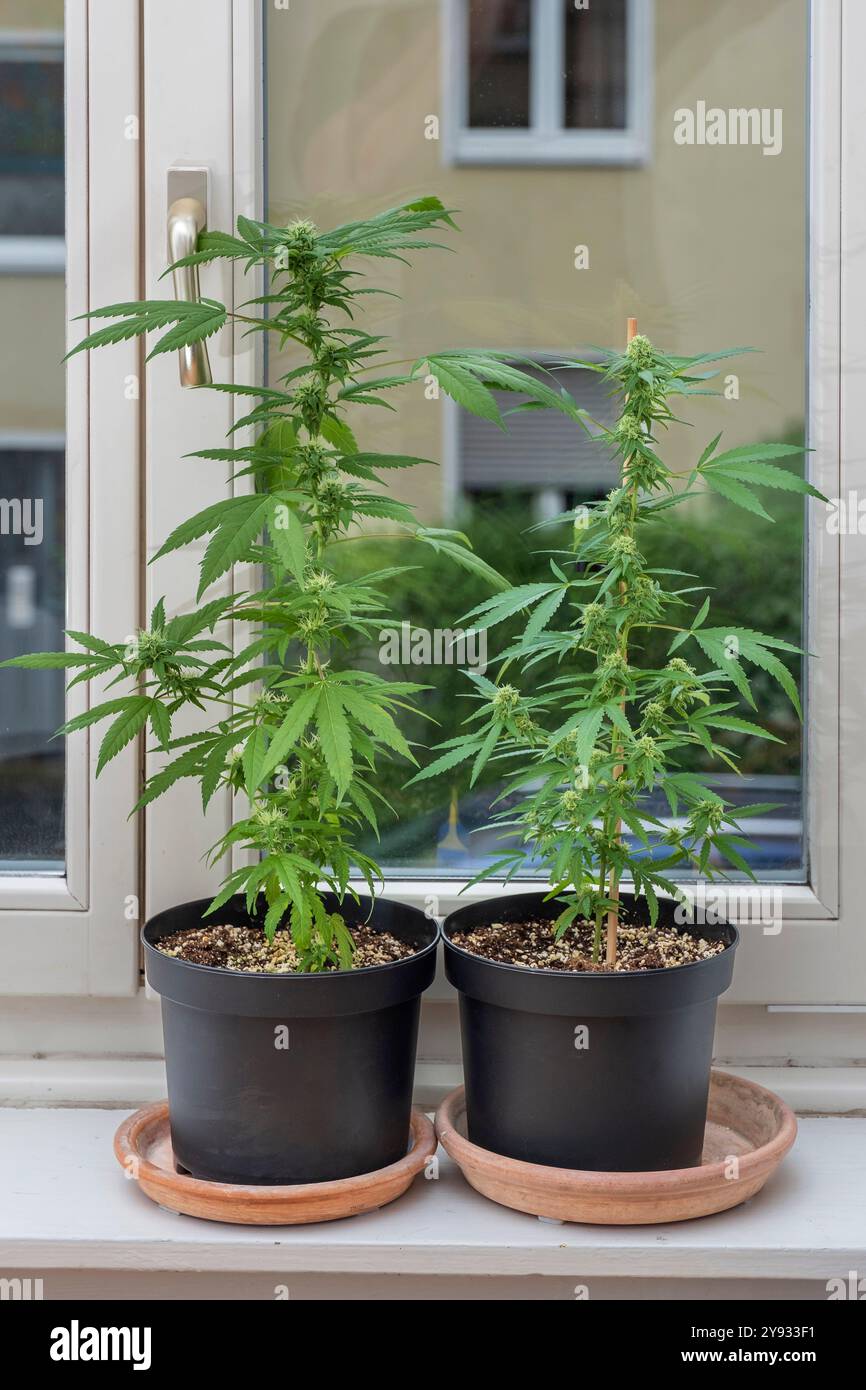 Cannabispflanzen auf einer Fensterbank Stockfoto