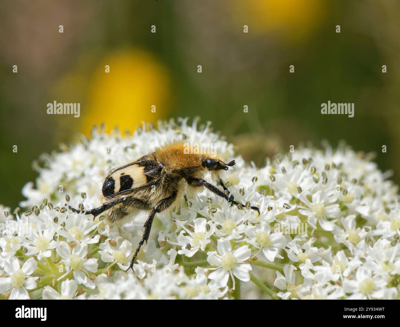 Bienenkäfer (Trichius fasciatus), eine Hummel-Mimik, Nektaren an Sträuchern (Heracleum sphondylum), Kenfig NNR, Glamorgan, Wales, Vereinigtes Königreich, Juni Stockfoto