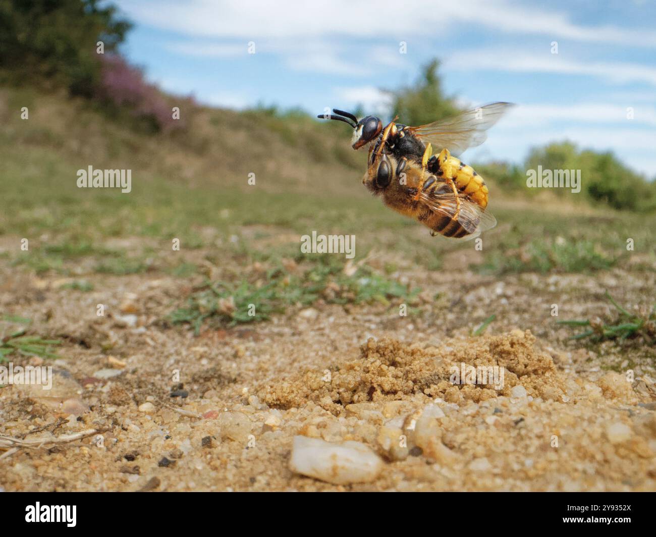 Bienenwolf / Bienenmetzler-Wespe (Philanthus triangulum), Weibchen, das mit einer gelähmten Honigbiene (APIs mellifera) zu ihrem Nest in Heide fliegt, Dorset, Großbritannien. Stockfoto