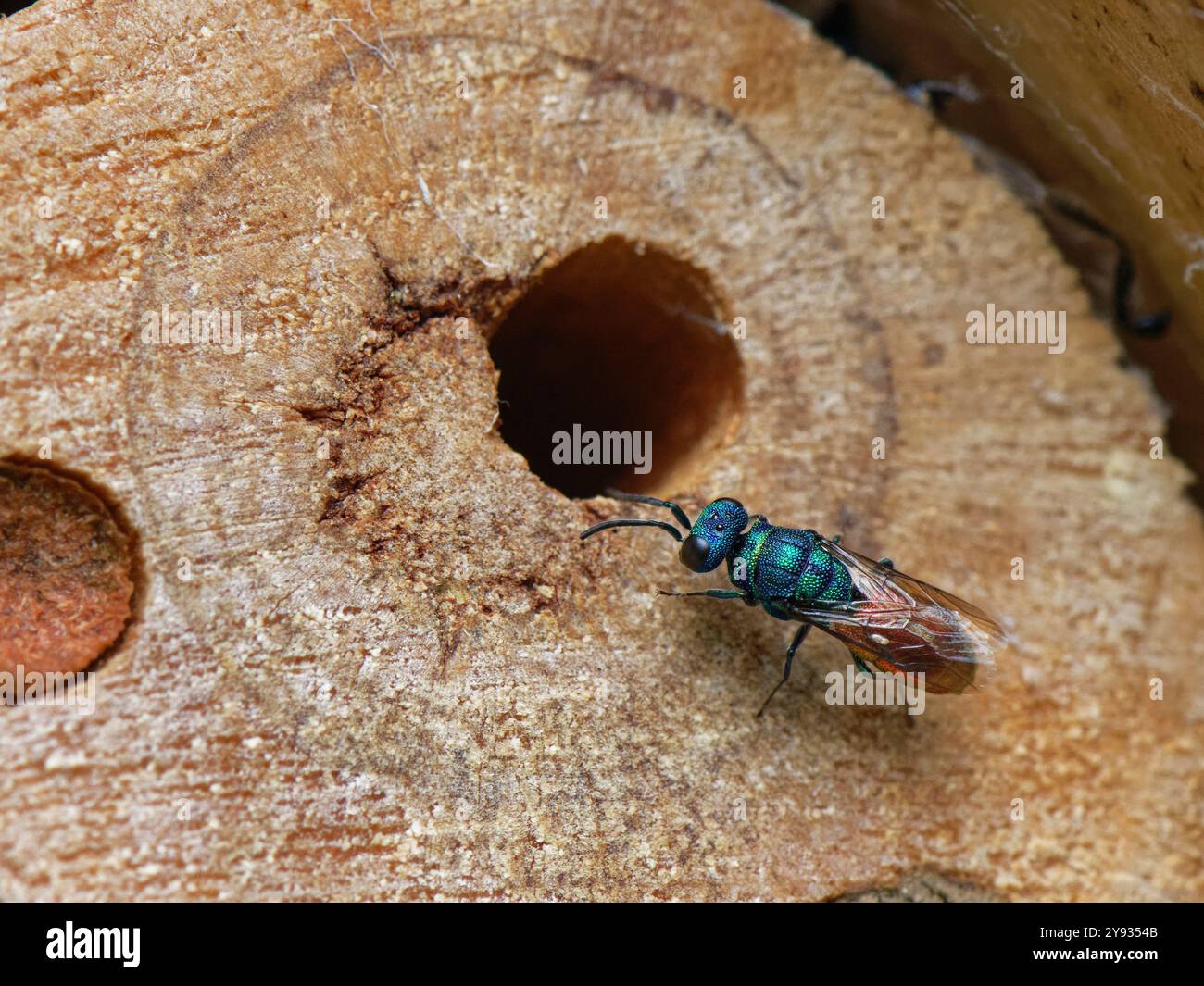 Rubinschwanz Kuckuckswespe (Chrysis ignita) nähert sich einer Potter Wespe (Ancistrocerus sp.) Nestloch zum Parasifizieren in einem Insektenhotel in Wiltshire, Großbritannien. Stockfoto