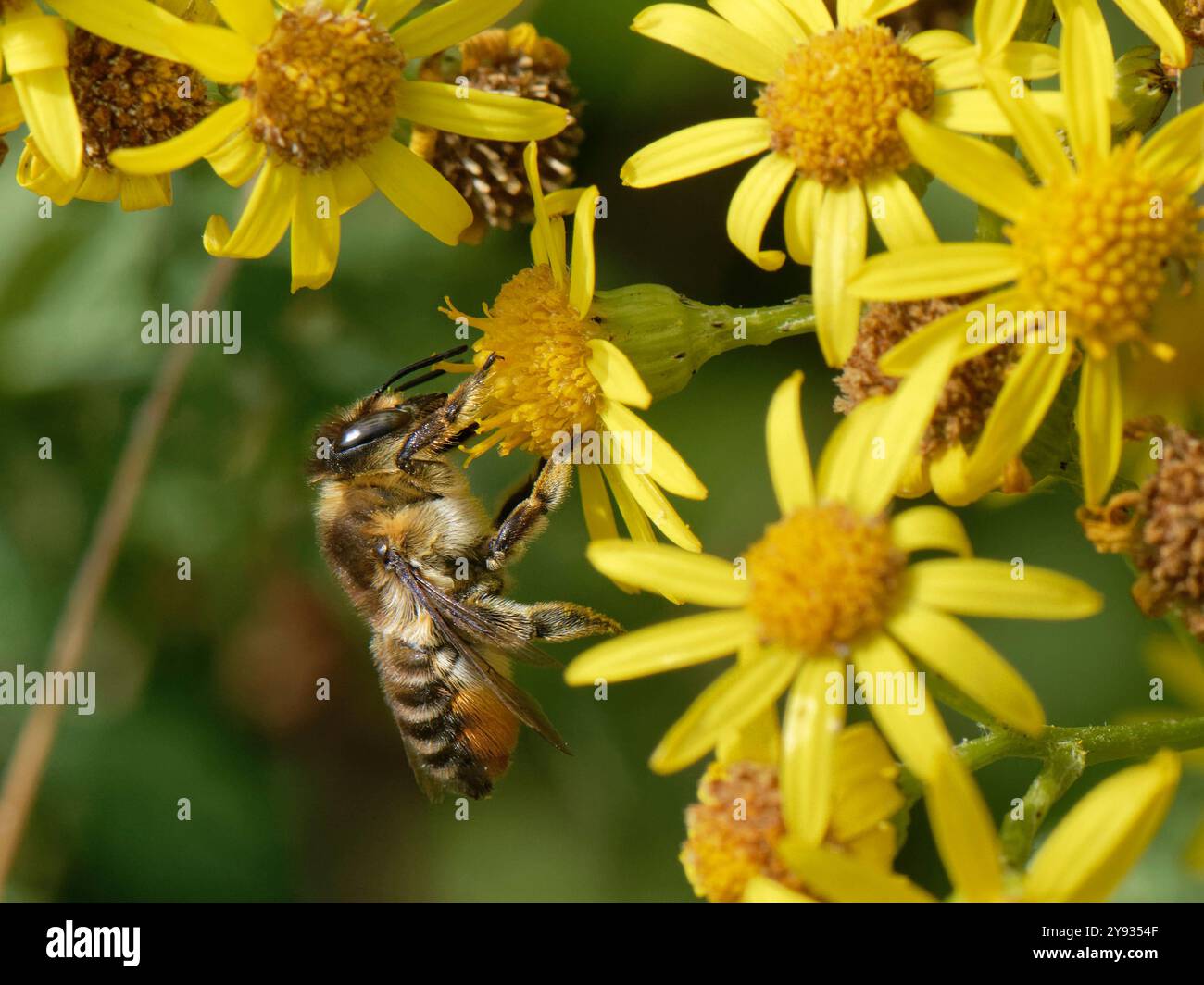 Küstenblattschneiderbiene (Megachile maritima) Nektaren an Ragkraut (Senecio jacobaea) Blüten in Küstensanddünen, Merthyr Mawr NNR Stockfoto