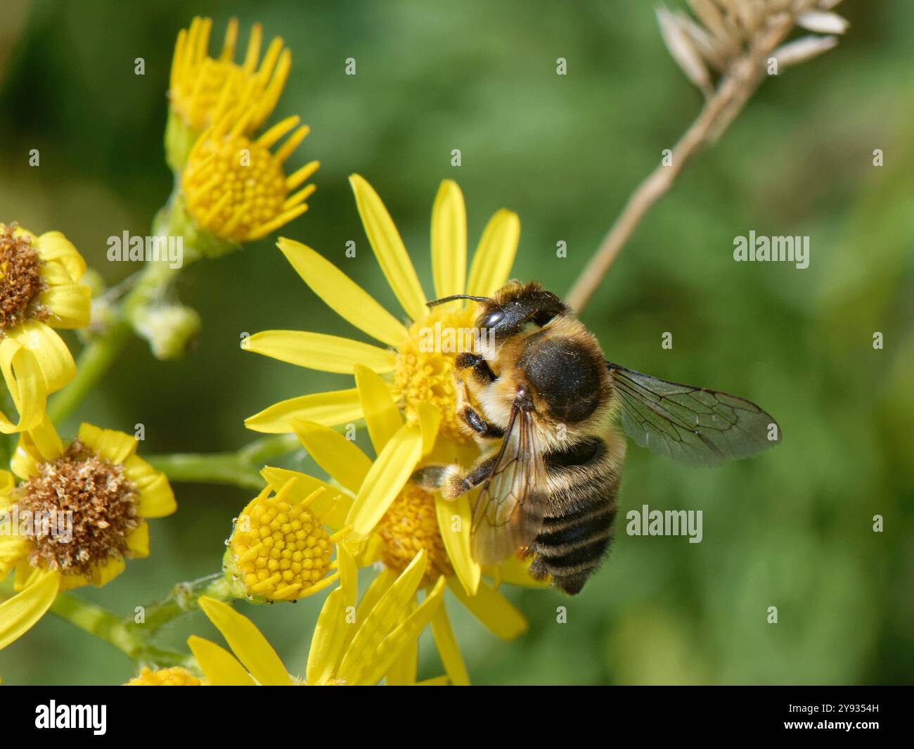 Küstenblattschneiderbiene (Megachile maritima) Nektaren an Ragkraut (Senecio jacobaea) Blüten in Küstensanddünen, Merthyr Mawr NNR Stockfoto