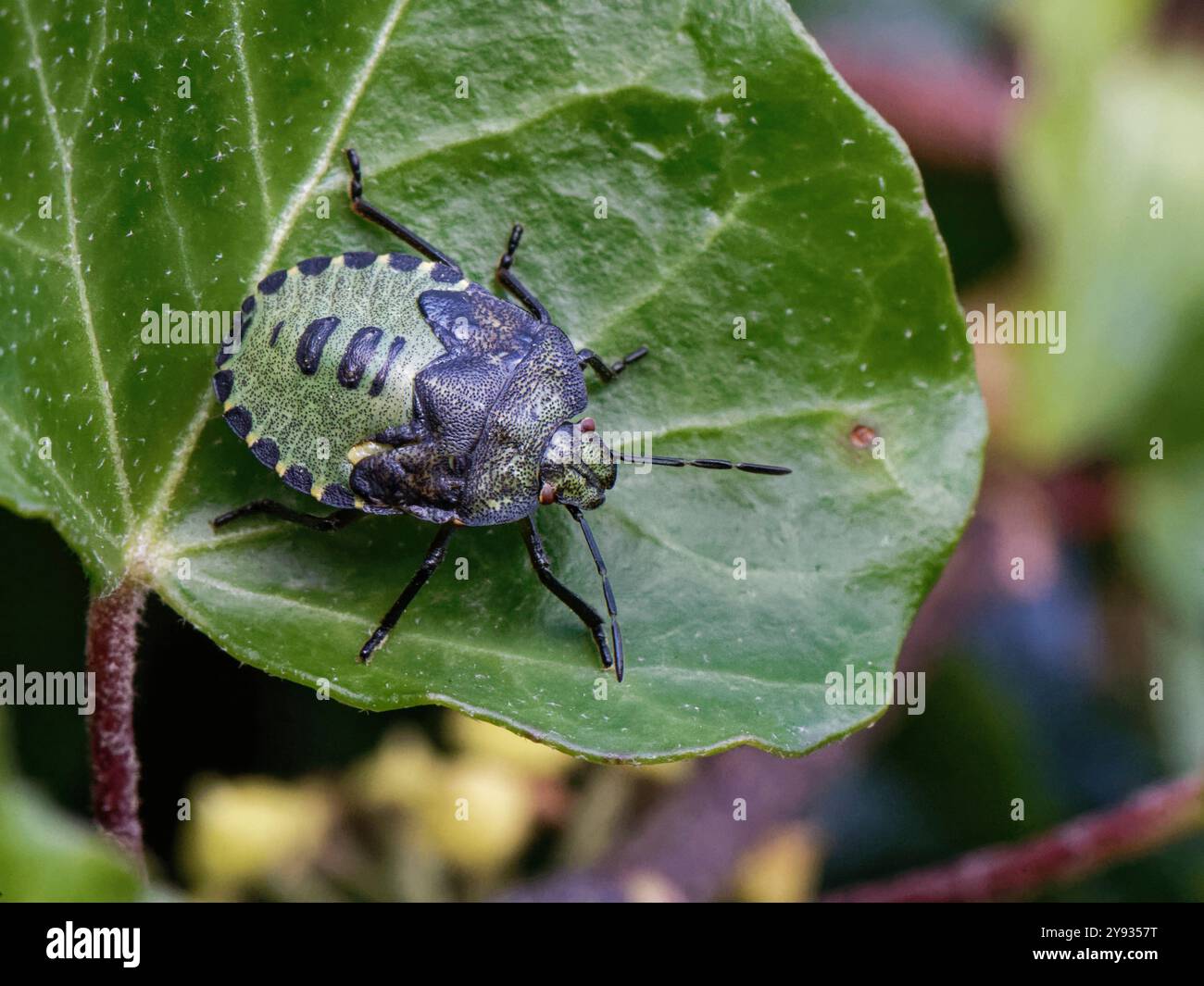 Grüner Schildkäfer / Grüner Stinkkäfer (Palomena prasina) 4. Instar Nymphe sonnt sich auf einem Efeublatt in einem Garten, Wiltshire, Großbritannien, Oktober. Stockfoto