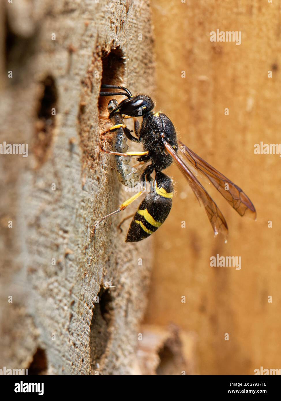 Mauerwespe / Töpferwespe (Ancistrocerus sp.) Betreten Sie sein Nestloch in einem Insektenhotel mit einer raupe, um seine Maden zu füttern, Wiltshire Garden, Großbritannien. Stockfoto