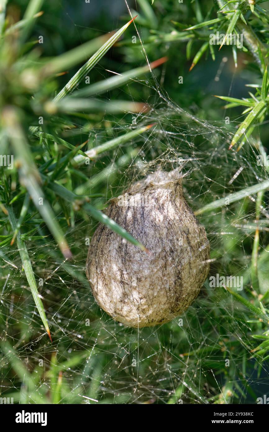Wespenspinne (Argiope bruennichi) Eierkolben, aufgehängt auf Seidenfäden in einem europäischen Ginster (Ulex europaea) in Heideland, Dorset, Großbritannien, August. Stockfoto