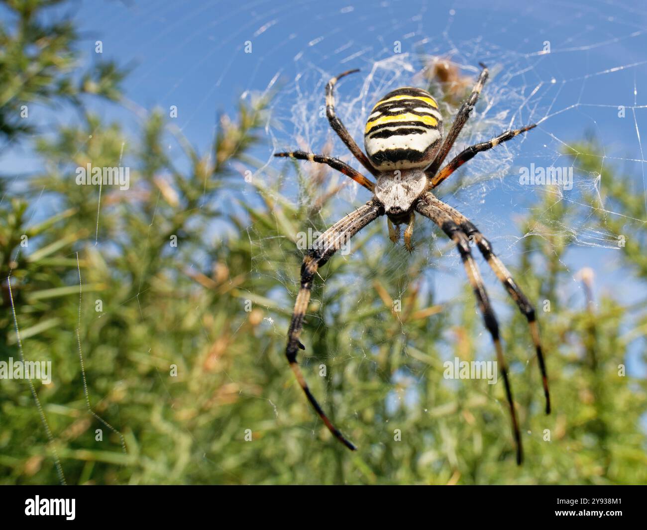 Wespenspinne (Argiope bruennichi) weiblich auf ihrem Netz, das zwischen europäischen Ginster (Ulex europaea) Büschen in Heideland, Dorset, Großbritannien, im August verspinnt wurde. Stockfoto