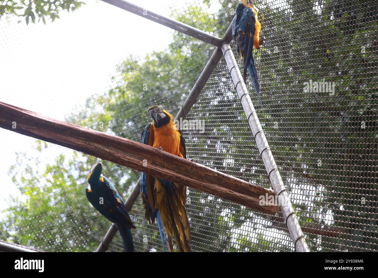 Wildtierbehandlungszentrum salvador, bahia, brasilien - 8. august 2024: Aras in einem Wildtierbehandlungszentrum in Salvador gesehen. SALVADOR BAHIA BRASILIEN Copyright: XJoaxSouzax 08080824JOA052 Stockfoto