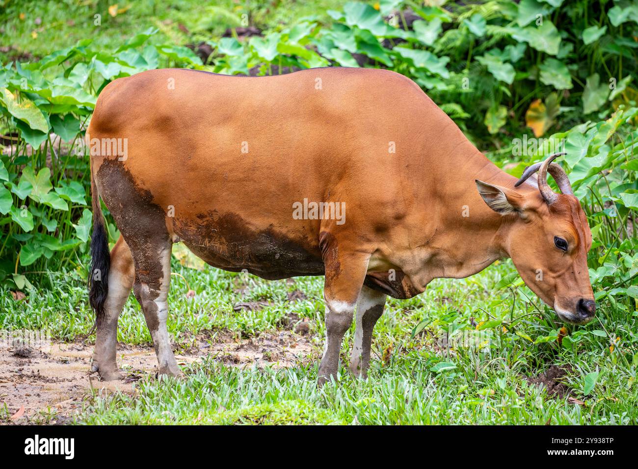 Das Nahaufnahme-Bild der weiblichen Banteng. Es handelt sich um eine Art wilder Rinder, die in Südostasien vorkommt. Gefunden auf Java und Bali in Indonesien; Stockfoto