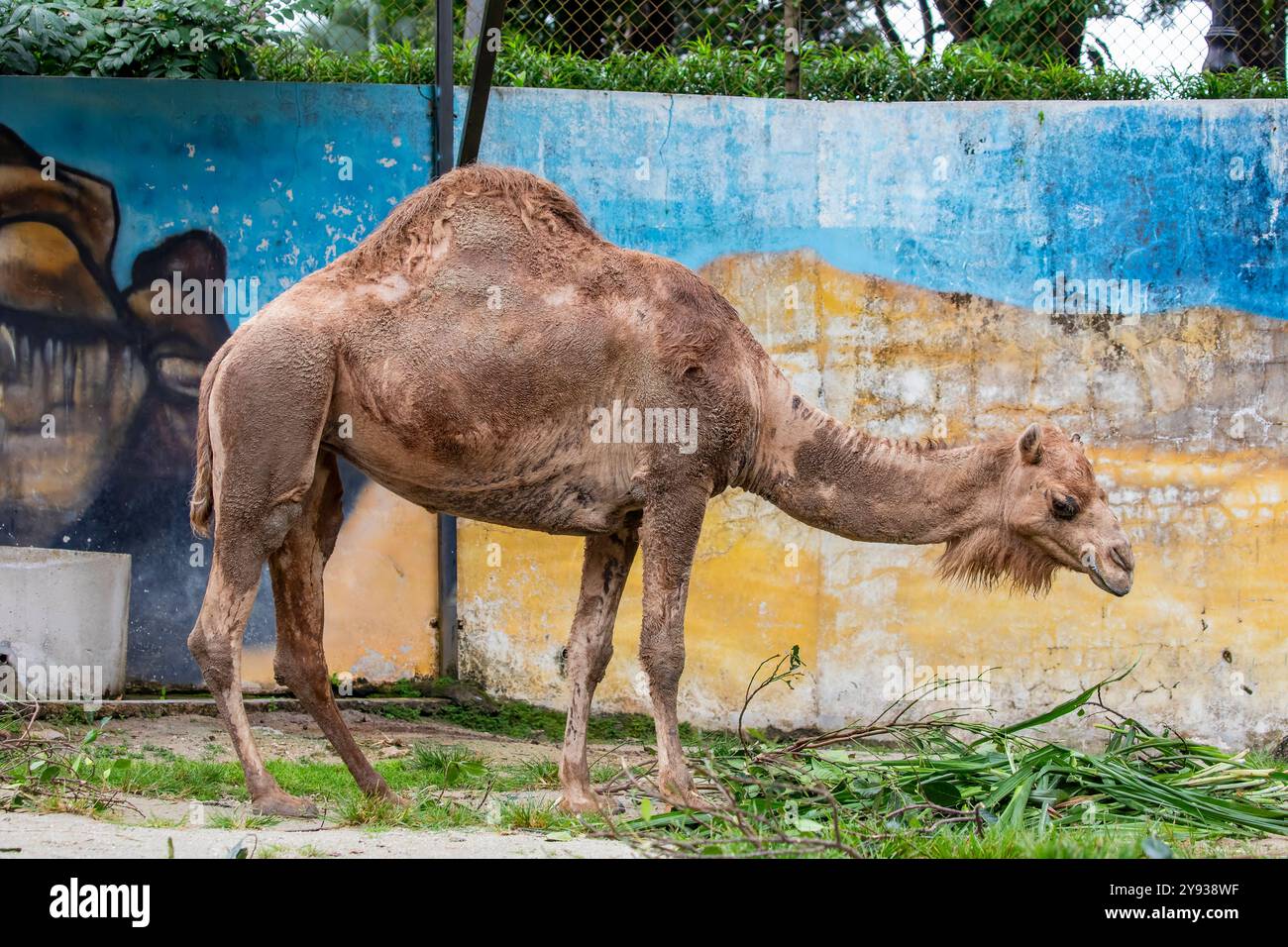 Die Nahaufnahme des Dromedarkamels (Camelus dromedarius). Es handelt sich um einen großen Hufhufling der Gattung Camelus mit einem Buckel Stockfoto
