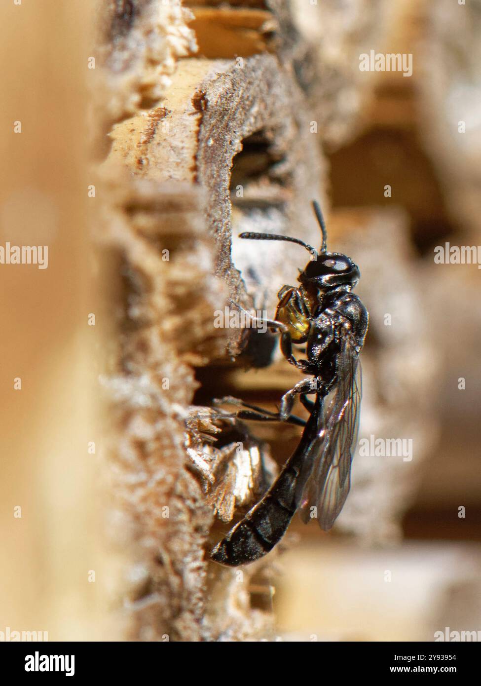 Clubgehörnte Holzbohrer-Wespe (Trypoxylon clavicerum) in ihrem Nestgraben in einem Insektenhotel mit einer kleinen Spinne für ihre Larven, Wiltshire, Großbritannien Stockfoto