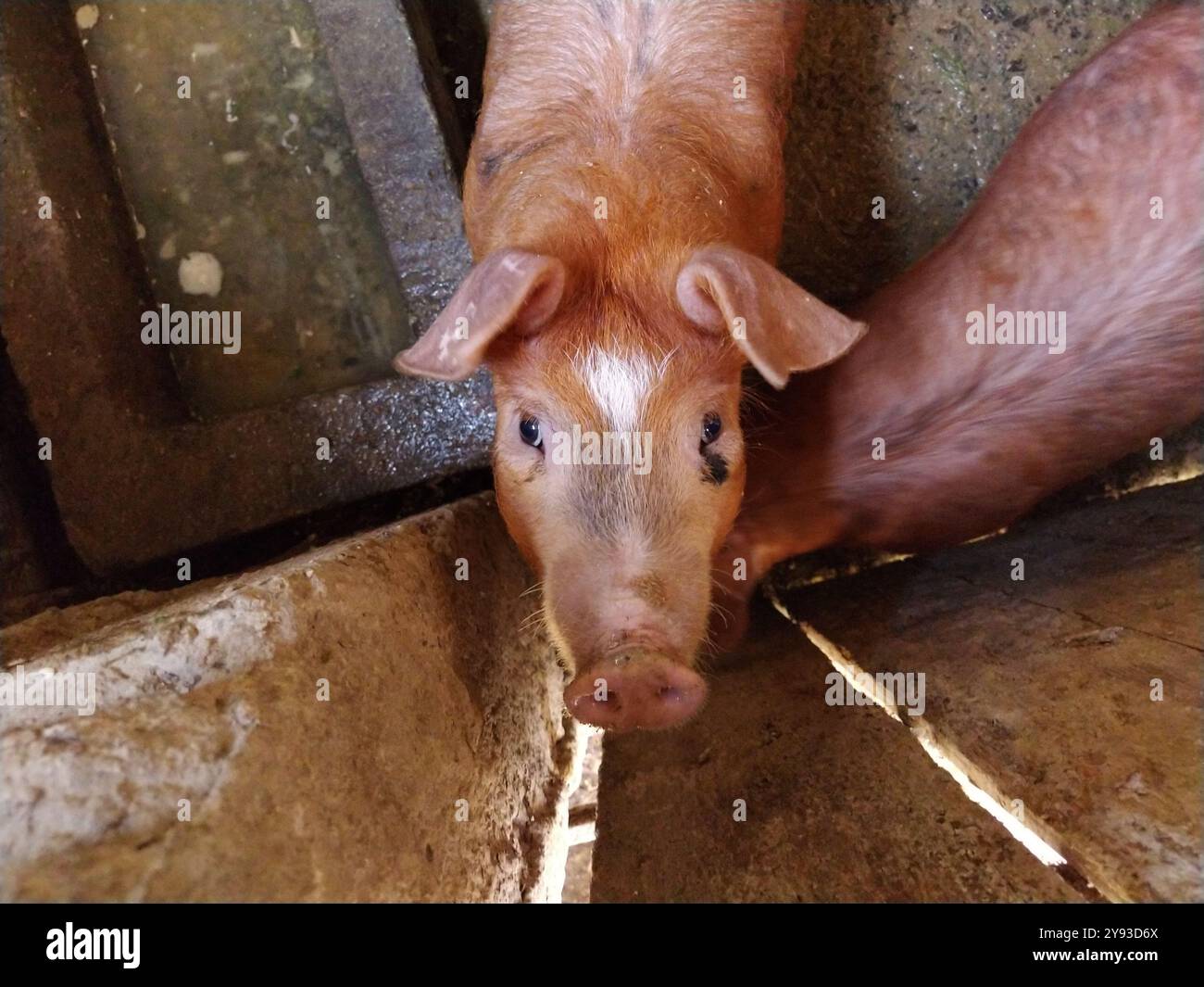 Schwein in der Scheune. Das Tier hob seinen Kopf und blickte in die Kamera. Viehzucht auf dem Land. Dreckiger Boden in der Scheune unter den Füßen von Stockfoto