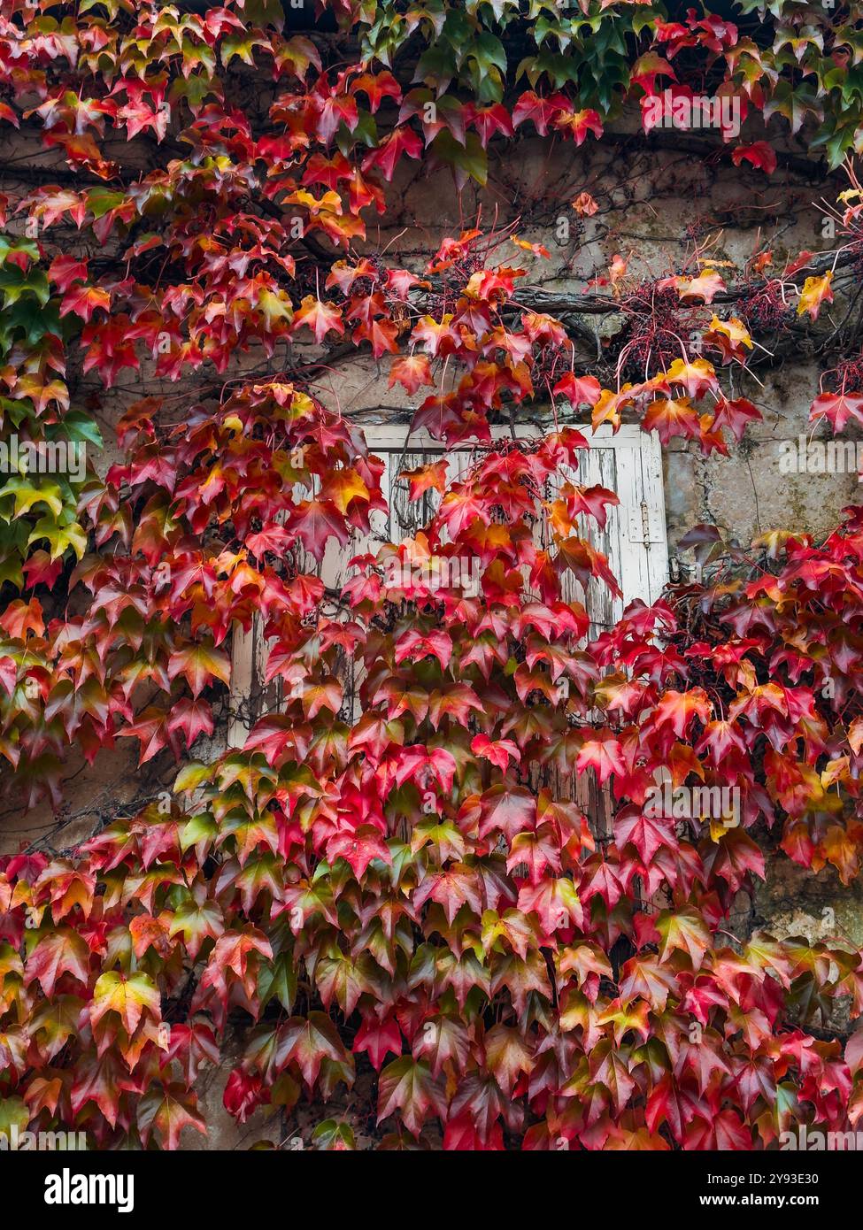 Ein altes Fenster in einem verwitterten Gebäude, eingerahmt von einer lebhaften Auswahl roter und grüner Herbstblätter. Die Schönheit des Herbstes, die historische Architektur Stockfoto
