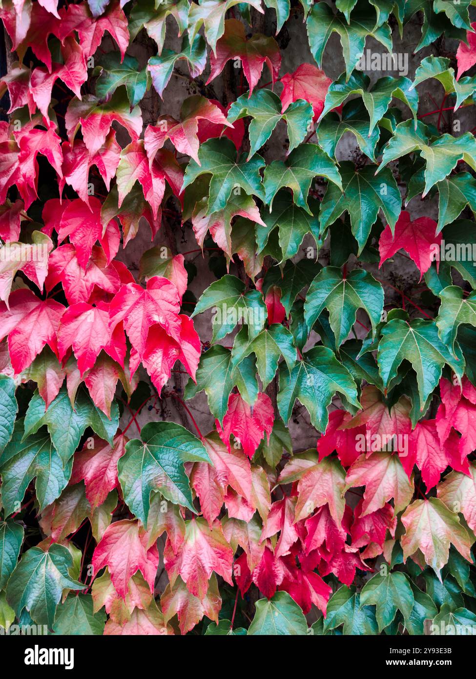 Übergang zwischen Grün und Rot des Herbstblatts. Eine üppige Darstellung von Herbstblättern, die von lebhaftem Grün zu tiefem Rot übergehen und detailreich erfasst werden. Stockfoto