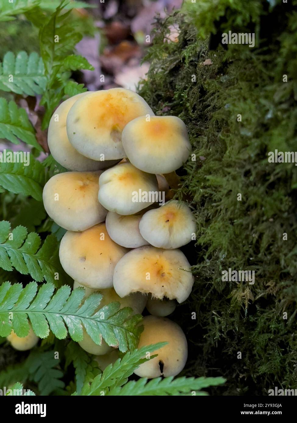 Sulphur Tuft Pilz - Hypholoma fasciculare - Collin Park Wood Pilz Foray - Smartphone-aufgenommenes Stockfoto