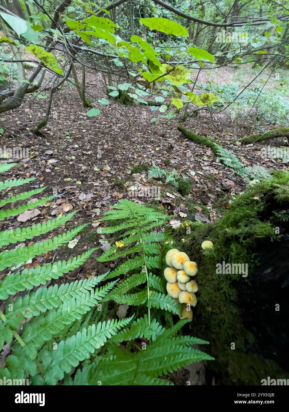 Sulphur Tuft Pilz - Hypholoma fasciculare - Collin Park Wood Pilz Foray - Smartphone-aufgenommenes Stockfoto