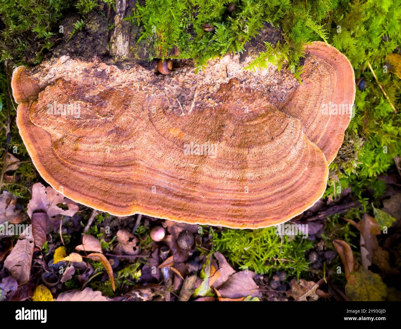 Eichenmazegillen-Pilz - Fomitopsis quercina - Collin Park Wood Pilz Foray - Smartphone-aufgenommenes Stockfoto