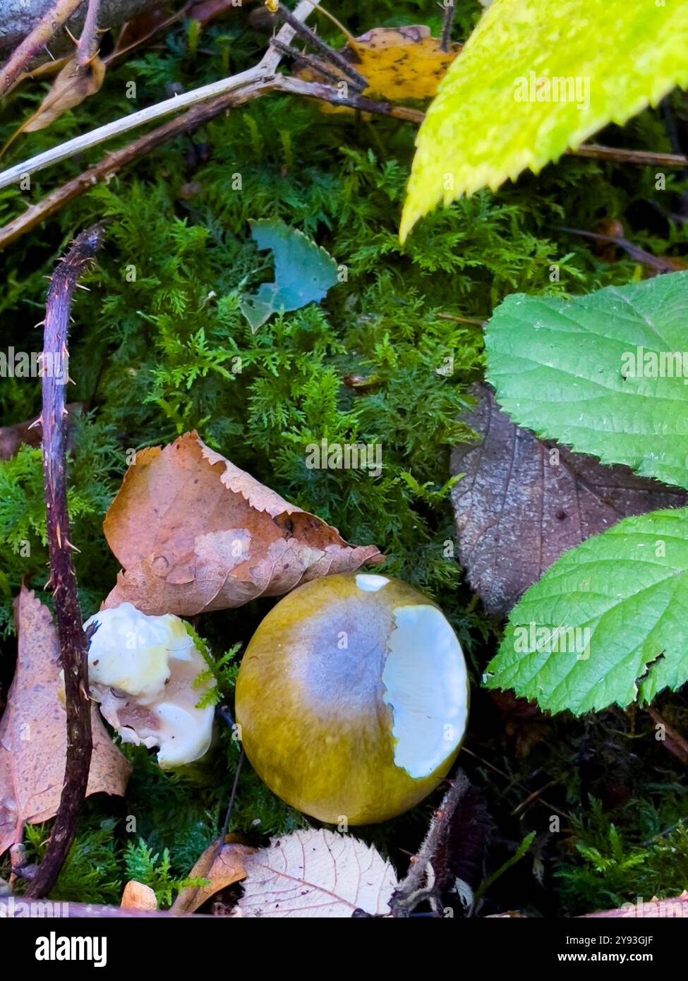 Todeskappenpilz - Amanita phalloides - giftig. Collin Park Wood Pilz Foray - Smartphone-aufgenommenes Stockfoto
