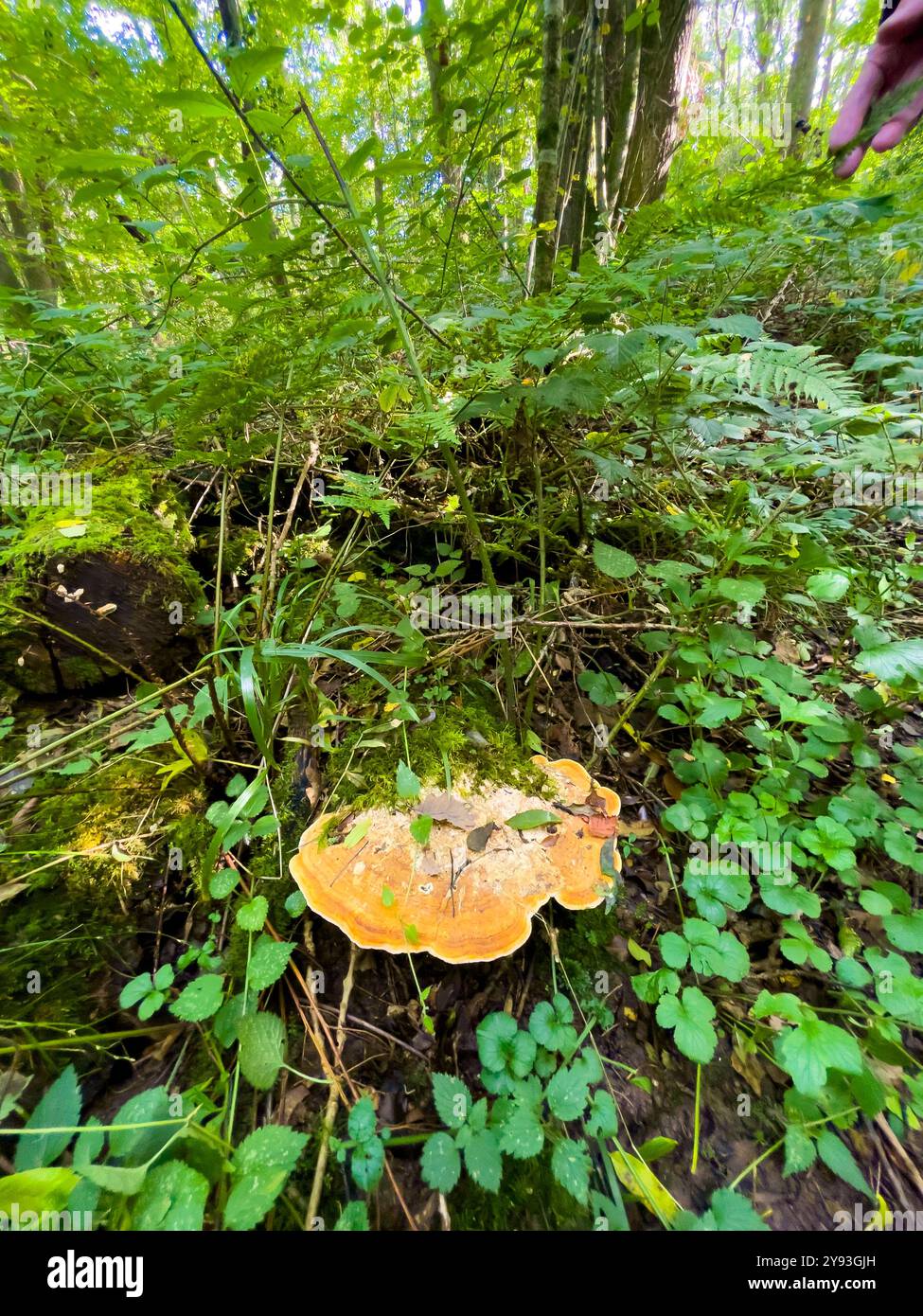 Eichenmazegillen-Pilz - Fomitopsis quercina - Collin Park Wood Pilz Foray - Smartphone-aufgenommenes Stockfoto
