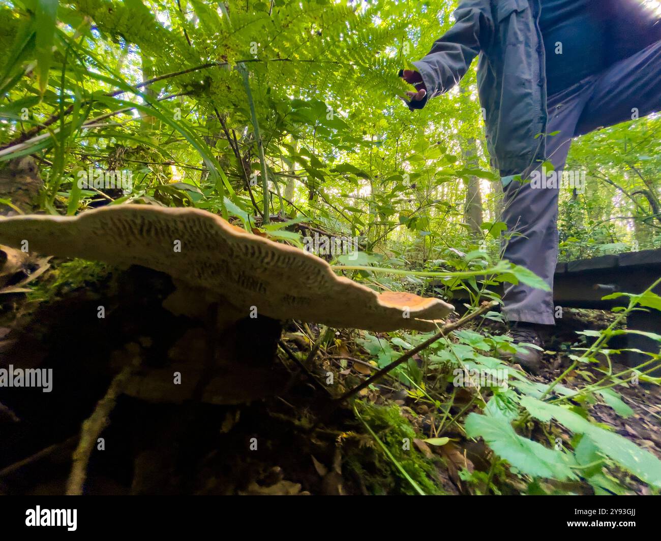 Eichenmazegillen-Pilz - Fomitopsis quercina - Collin Park Wood Pilz-Jagd. - Smartphone-aufgenommenes Stockfoto