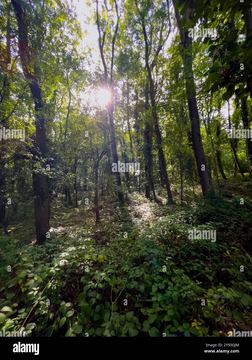 Collin Park Wood Pilz Foray - Smartphone-aufgenommenes Stockfoto